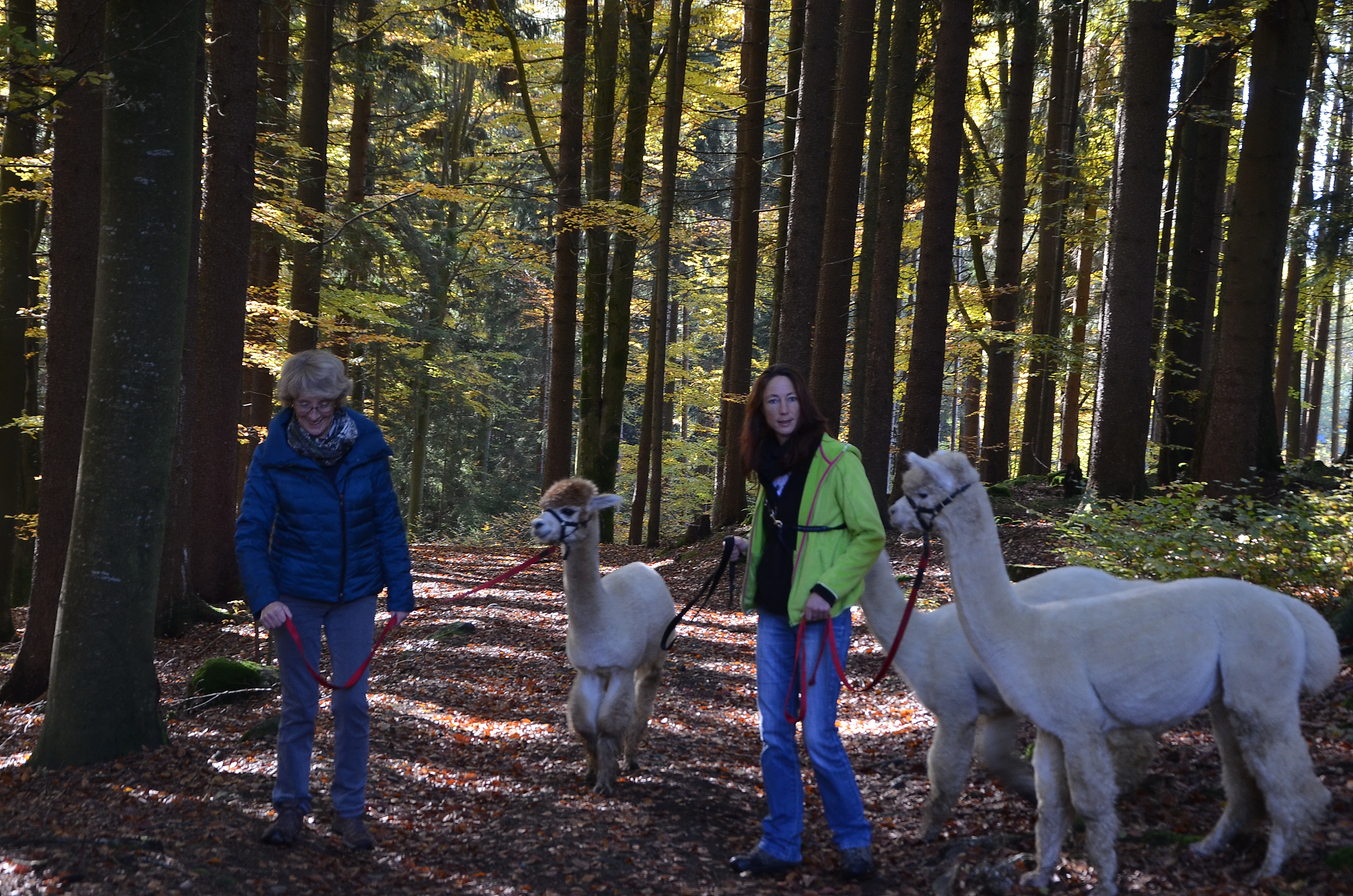 Alpaka-Wanderung im Barischen Wald